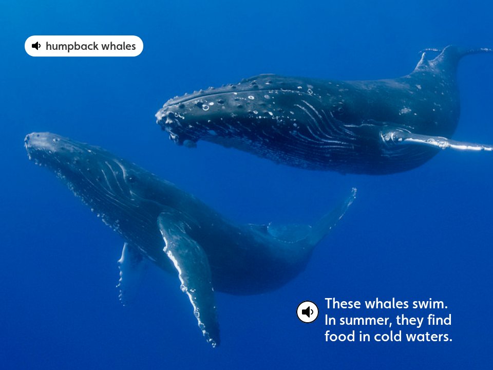 Humpback whales - Voyager September 2018