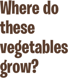where do these vegetables grow?